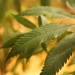 Cannabis - Colorado im neuen Goldrausch